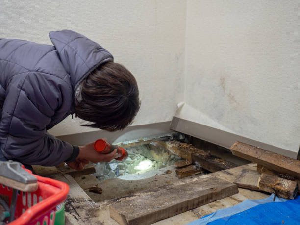 Best Black Mold Removal  in Tignall, GA